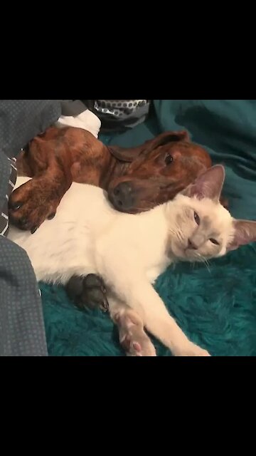 Cute dog and cat preciously cuddle together