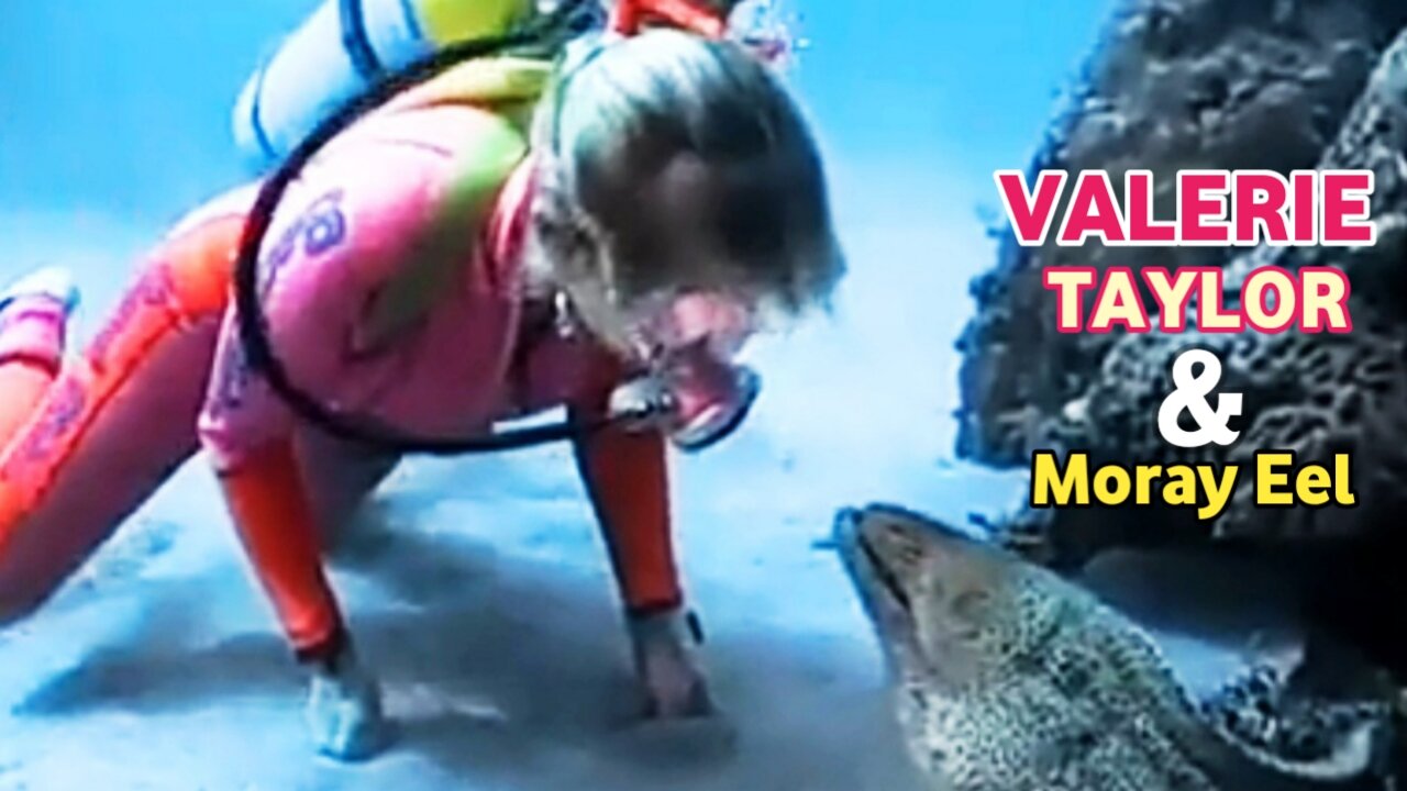 Valerie Taylor And Moray Eel |