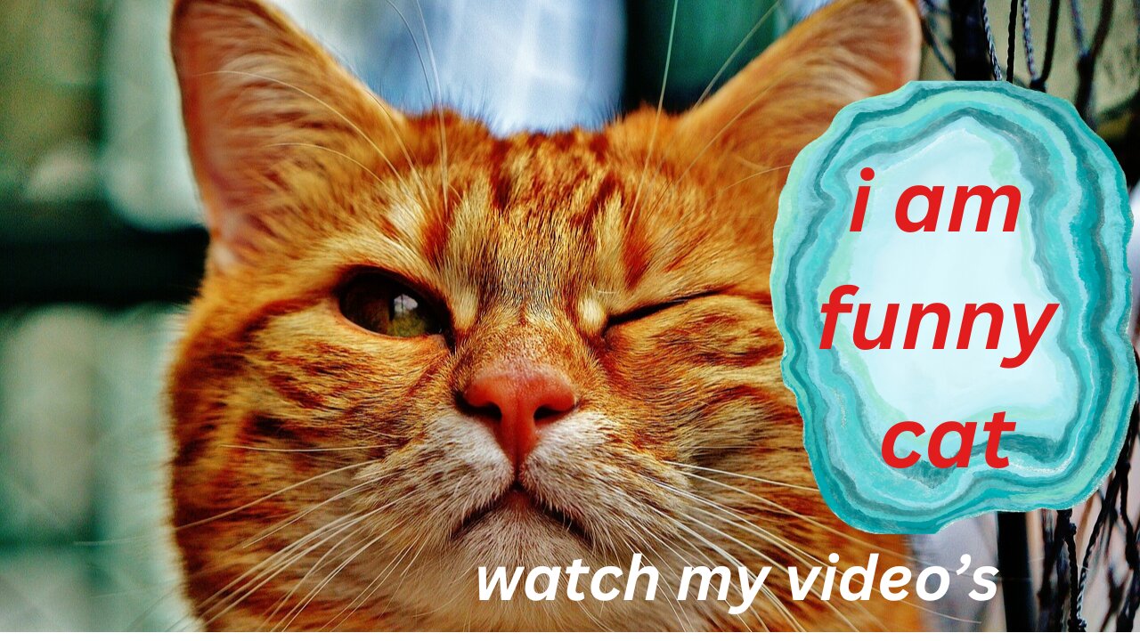 funny cat pet comedy viral video