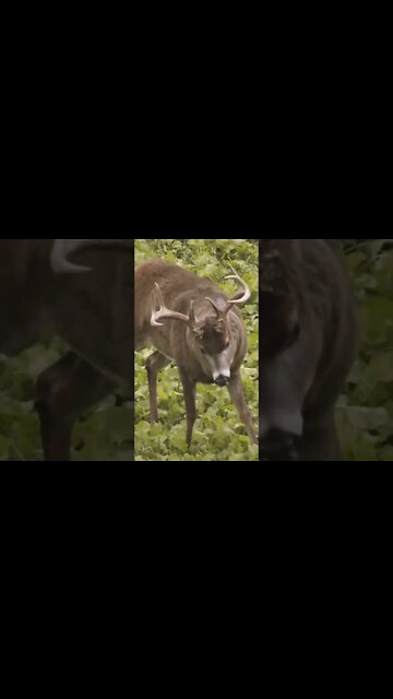 Angry Buck PLOWS Through Decoy Then Gets Arrowed!