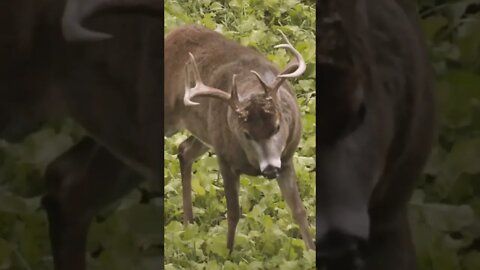 Angry Buck PLOWS Through Decoy Then Gets Arrowed!