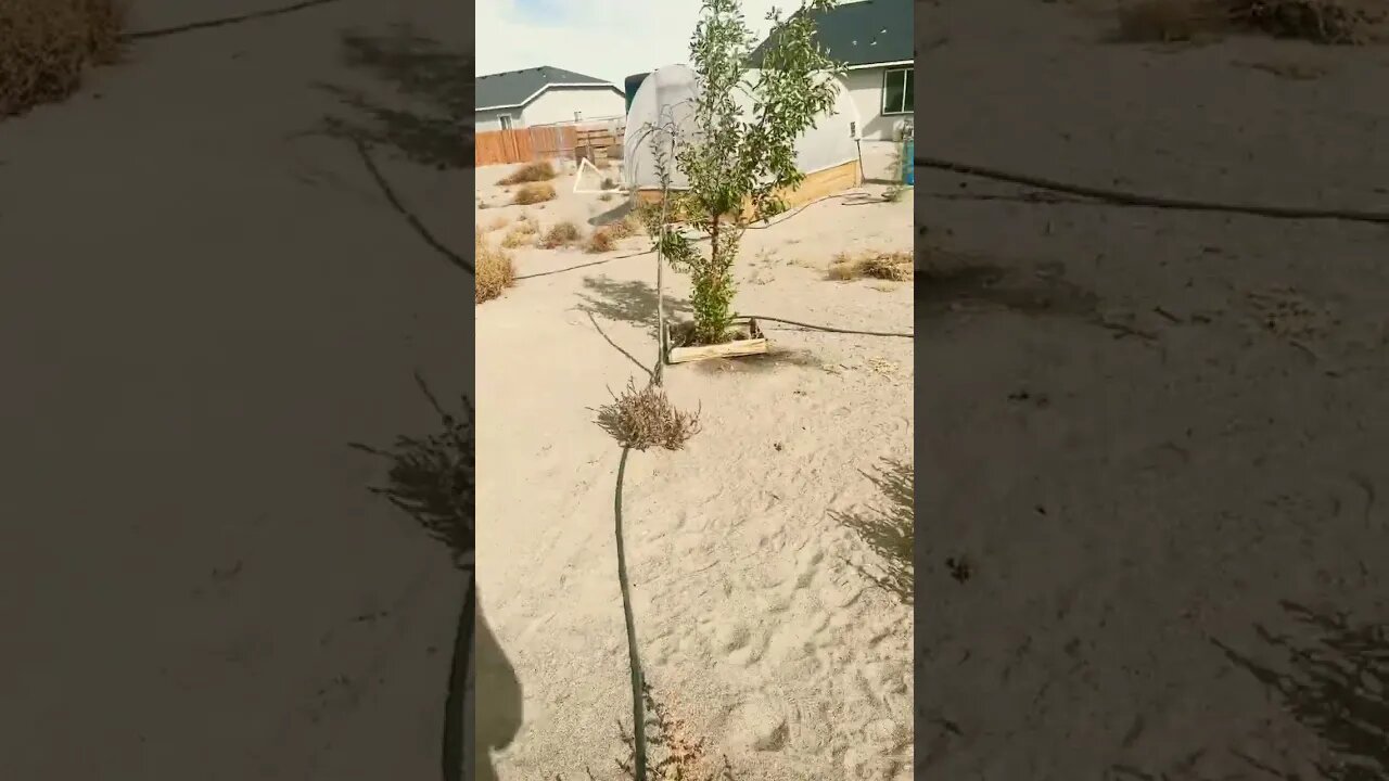 The start of the die down