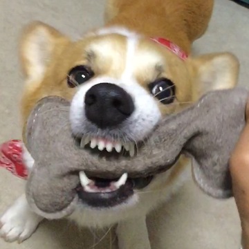 playing with my corgi and recored with slow mortion effect