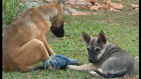 Adorable puppies playing