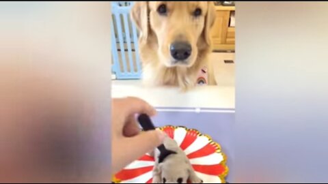 Dog reaction to cutting cake