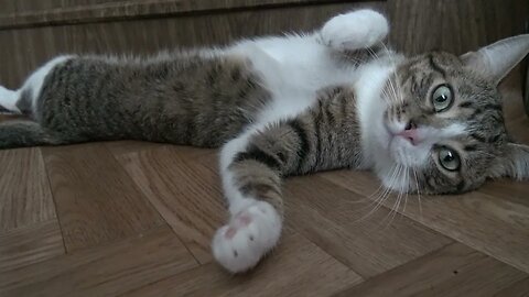 Sweet Cat Tries to Hide from the Heat