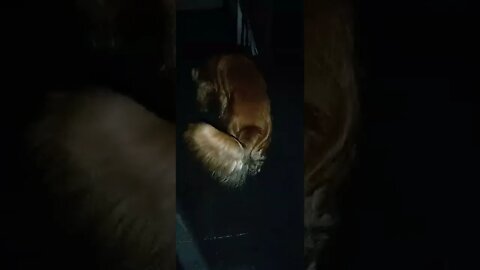 golden dog