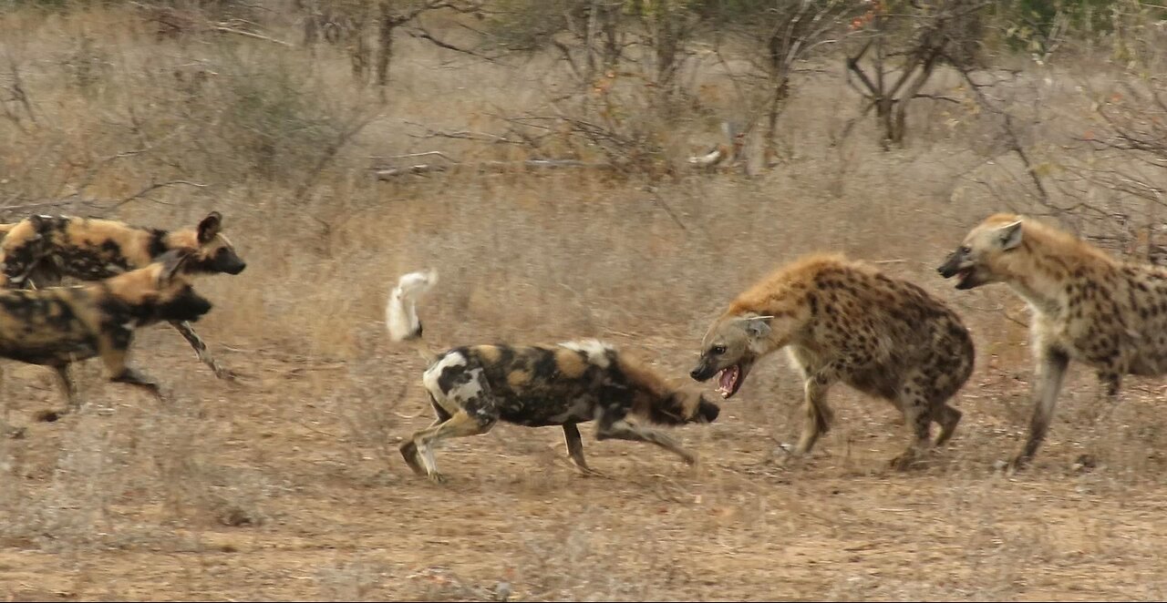 African wild dogs launch an attack on intruding hyenas