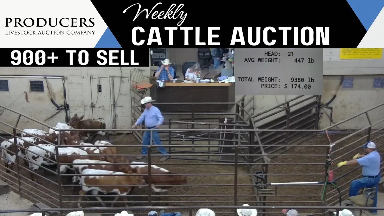 7/20/2023 - Producers Livestock Auction Company Cattle Auction