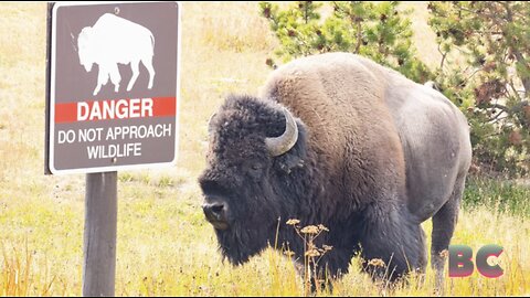 Idaho Falls man kicks Yellowstone bison and goes to jail, say park officials