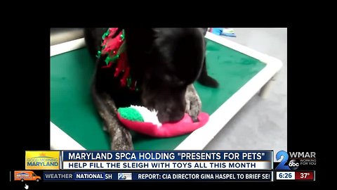 Maryland SPCA collecting toys with "Presents for Pets"