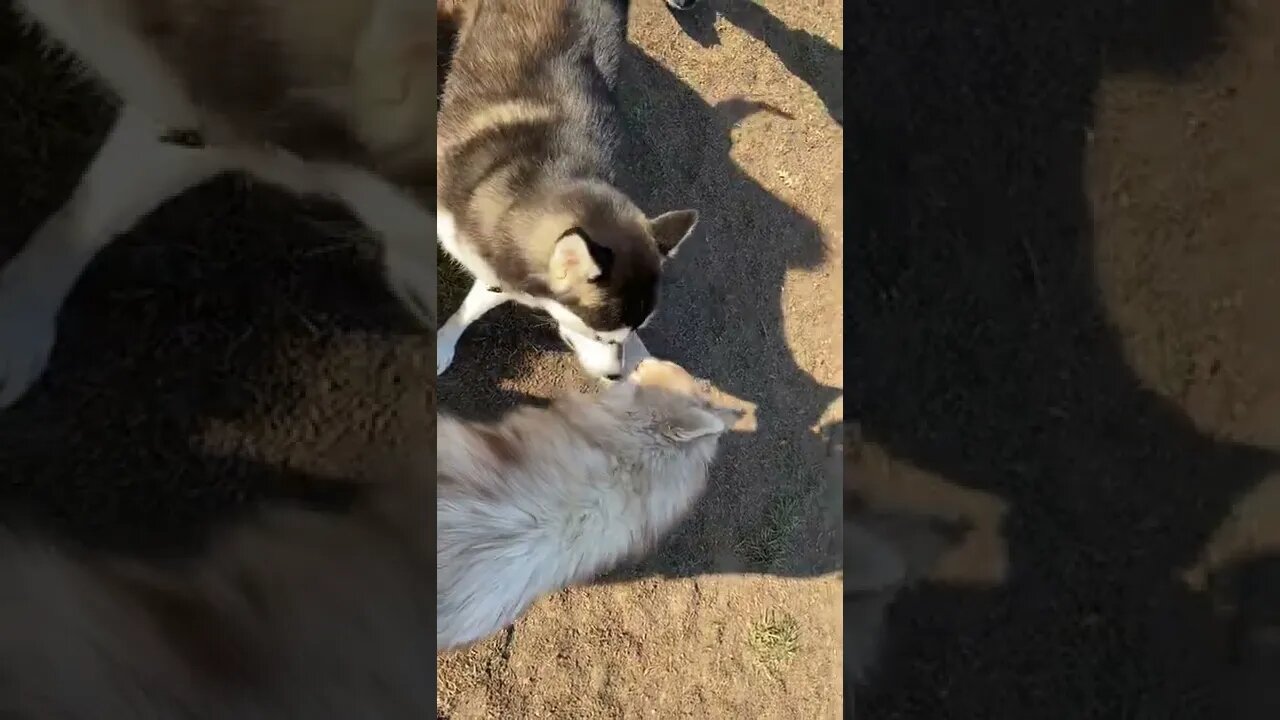 Freya and her buddies down at the park #short #husky