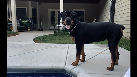 Is Lola ready to jump in the pool?￼