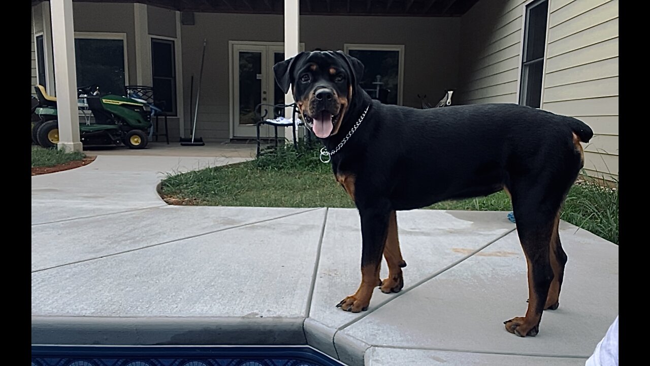 Is Lola ready to jump in the pool?￼