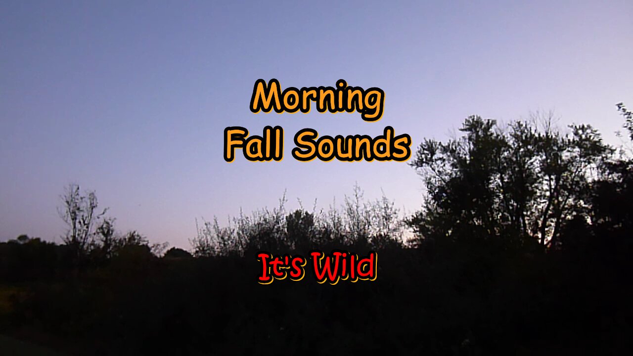 Morning Fall Sounds