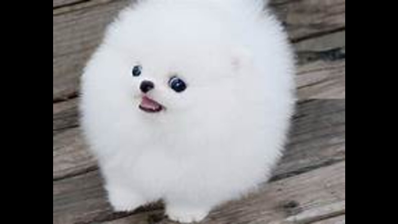 Cute Dog Videos | Funny Pomeranians 😍🐶