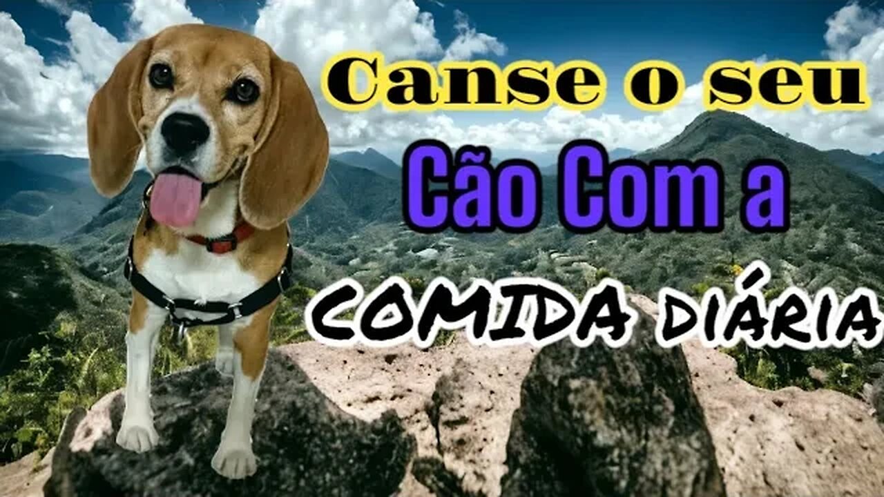 Canse o seu Cão com a Comida Diária (pt.2)