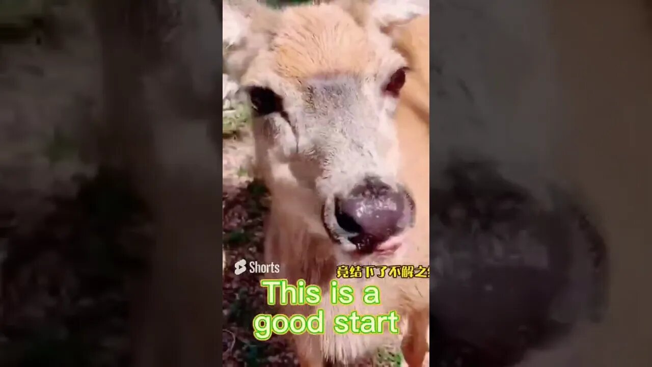Cute animals #funny #short #ytshorts #animals #pets #dogs #猫 #cats 🤣 #viralshorts #gatos #perros