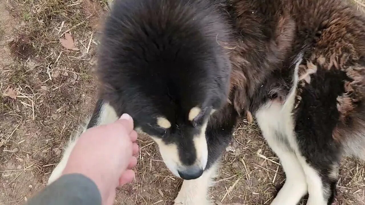 Ancient Guardians Farm Tibetan Mastiffs and goats