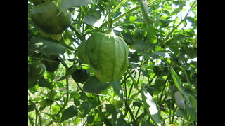 Incredibly Nutritious Fruit Tomatillo Sept 2021