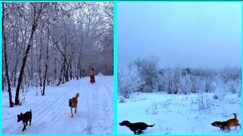 Dog fun during winter