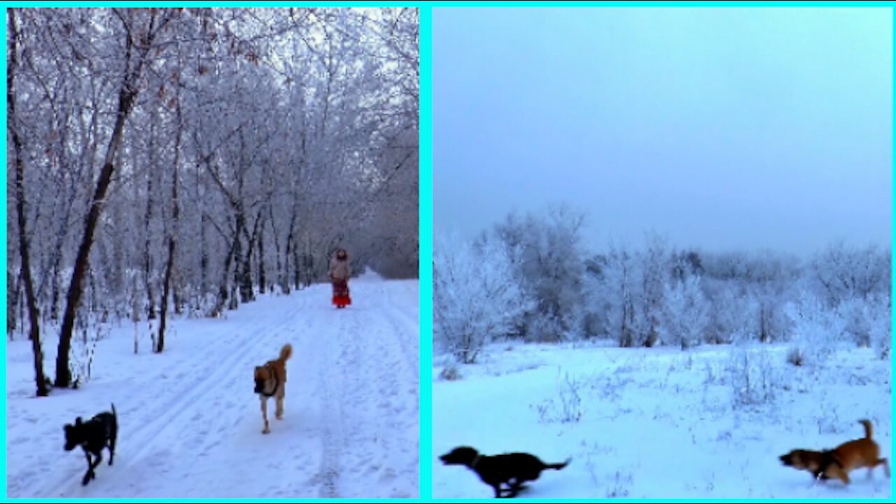 Dog fun during winter