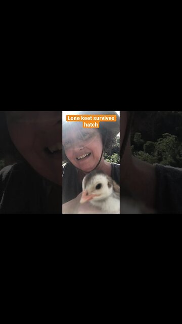 Guinea fowl hatch one keet before winter