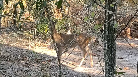 Deer cold in Fl 35 Thor day 12/12