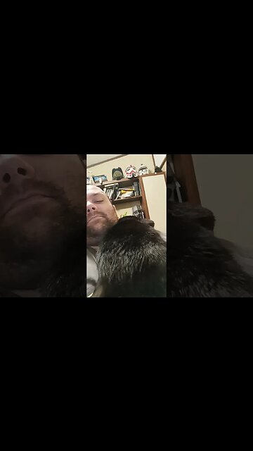 Comfortable kitty #shortsfeed #kittycat #shortsvideo #kitty #youtubeshorts #cutecat #kitten #cat