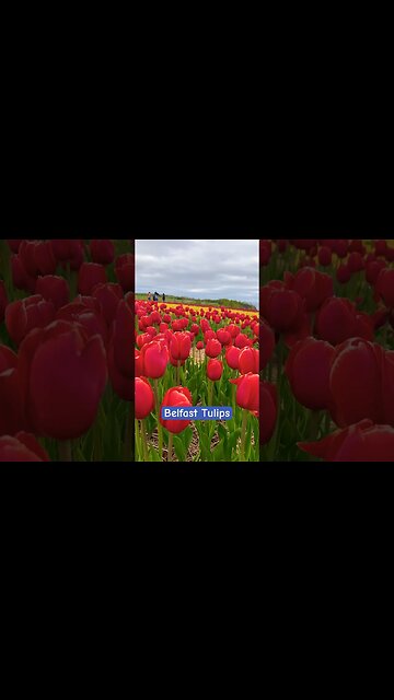 Belfast Tulip Fields in PEI