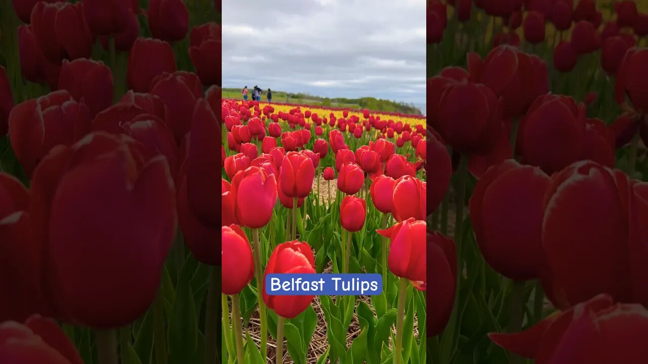 Belfast Tulip Fields in PEI