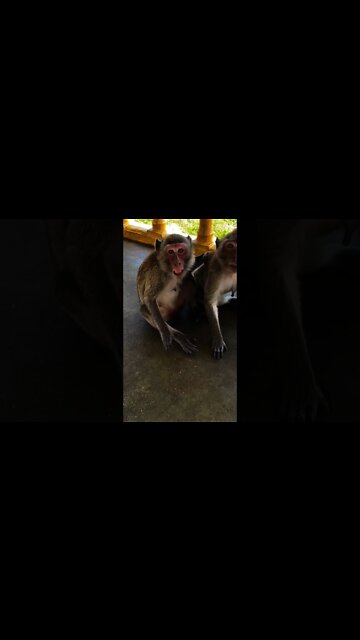 When monkeys attack - Thailand
