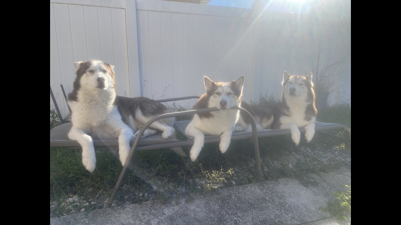 Husky Papas