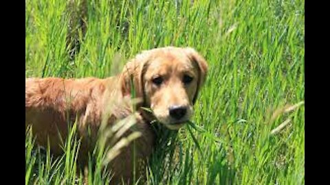 What's this a dog eating grass !