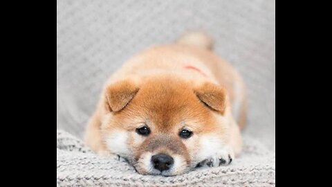 SHIBA INU PUPPY WALKING TOO CUTE ‘