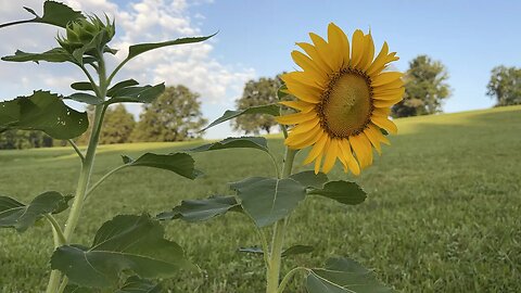 All Along The Sunflowers 🌻