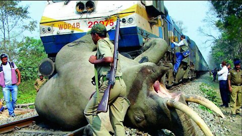 Animals that hit by train - Animals vs Train