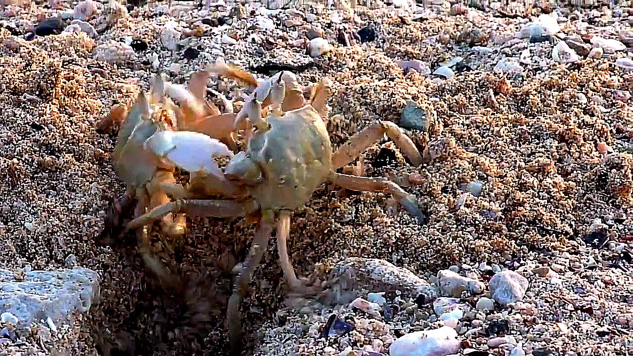 Crab throws out a squatter from his property