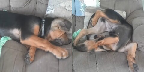 Jackie, Our 12 week old bloodhound puppy