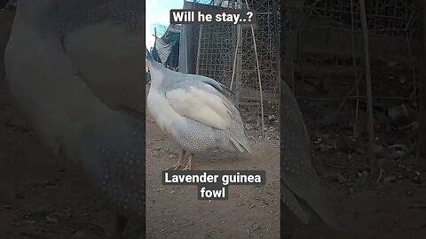 Farm surveillance. Spooky lavender guinea fowl male