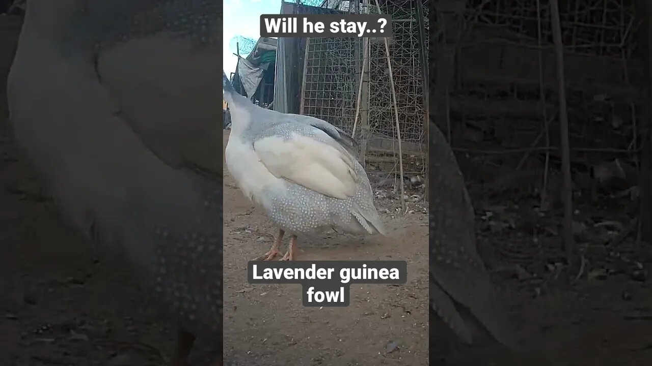 Farm surveillance. Spooky lavender guinea fowl male