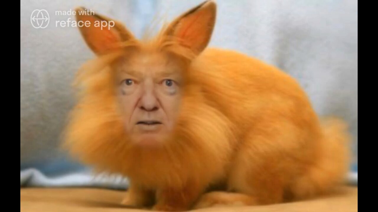 The Ultimate Donald Trump Rabbit Meme!