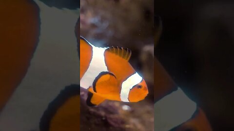 Swimming Clownfish #shorts #nature #clownfish