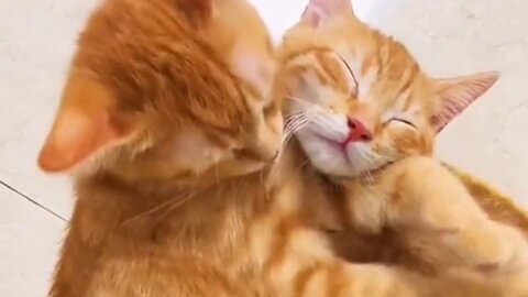 Kucing Oren Berpelukan 💞🐈