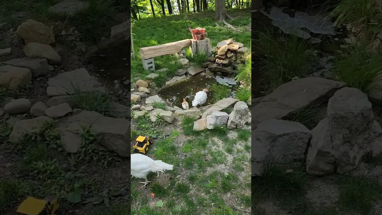 #farmstead #shortsfeed #ponds #chicken #turkey