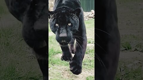 Wow. Beautiful black Jaguar.. Check this out!