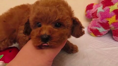 Funniest Dogs And Cats Videos Hub - Best Funny Animal Videos 2023