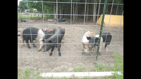 Pigs Eating a Watermelon