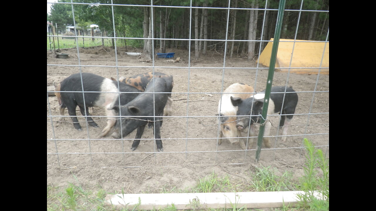 Pigs Eating a Watermelon