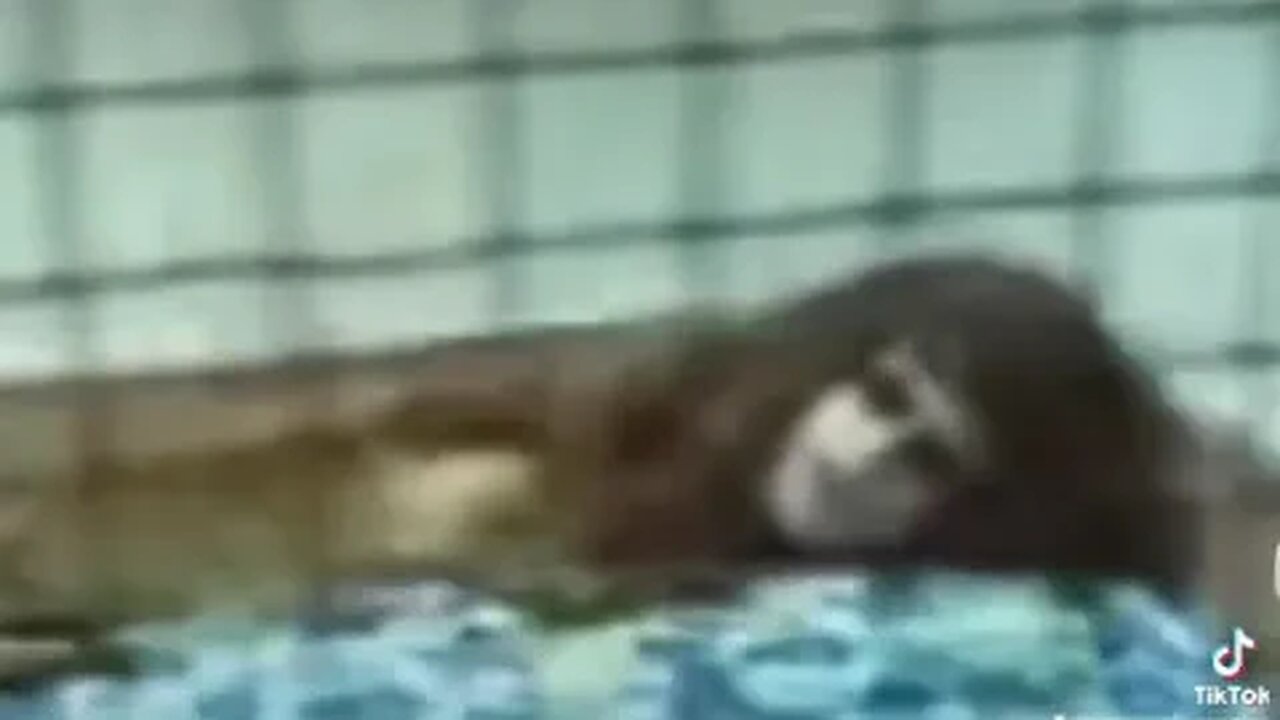 What is this creature?